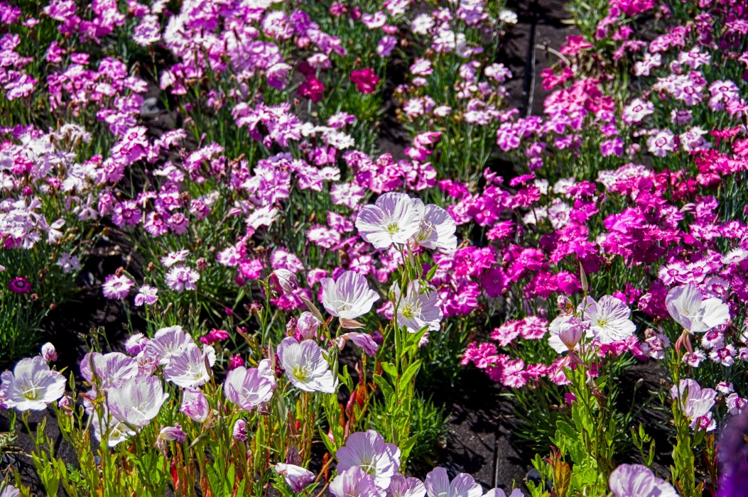5月だから花がきれい!